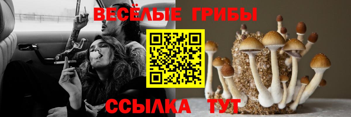 Канаш  Псилоцибиновые грибы мицелий  Вход с VPN 